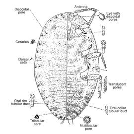   Pseudococcus solenedyos  
 Illustration by Gimpel & Miller 